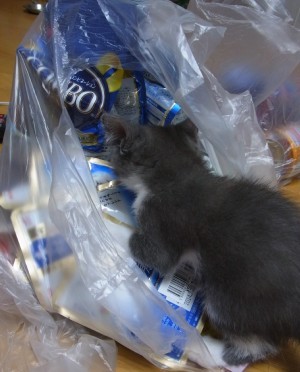 「猫だらけ」
