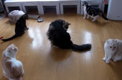 「猫だらけ」