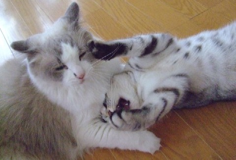 2007_0909猫写真0013