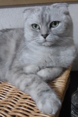 「猫だらけ」