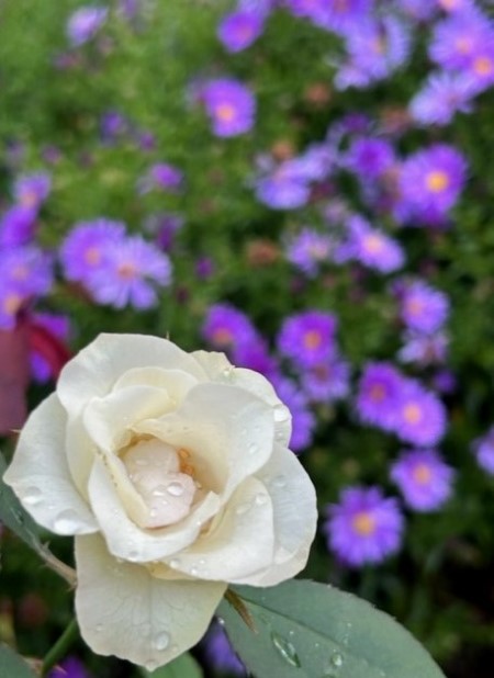 thumbnail_IMG_8191