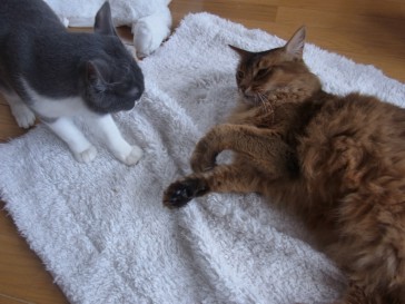 「猫だらけ」