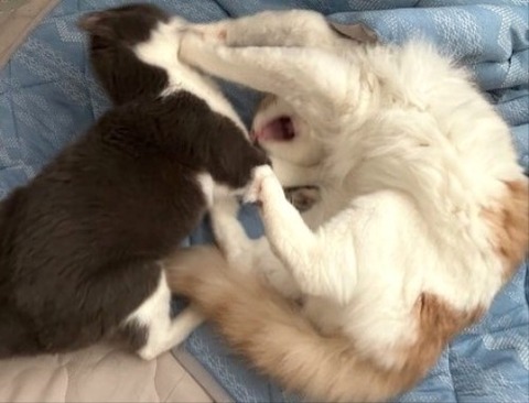 thumbnail_IMG_4159 (1)