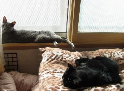 「猫だらけ」