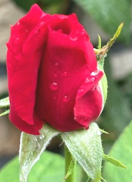 thumbnail_IMG_5711