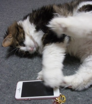 「猫だらけ」