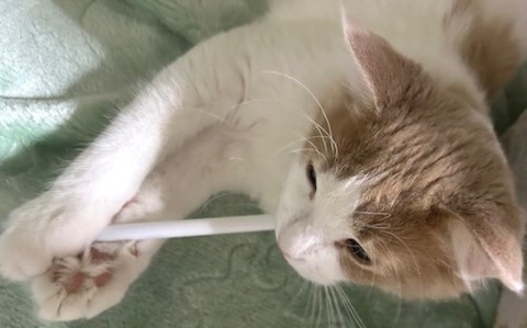 thumbnail_IMG_7475 (1)