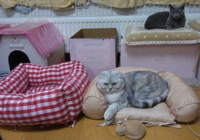 「猫だらけ」