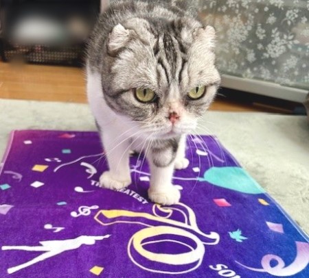 郷ひろみさんの武道館ライブのグッズとお友達からのお土産 : 猫だらけ