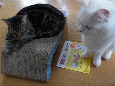 「猫だらけ」