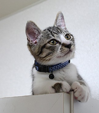 「猫だらけ」