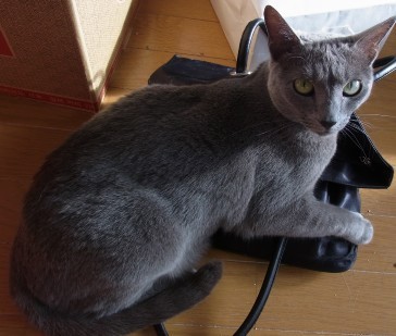 「猫だらけ」