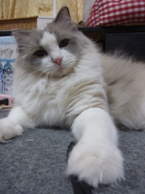 「猫だらけ」