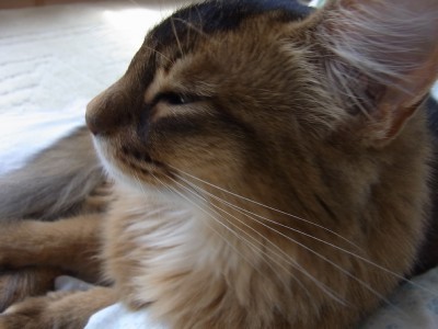 「猫だらけ」