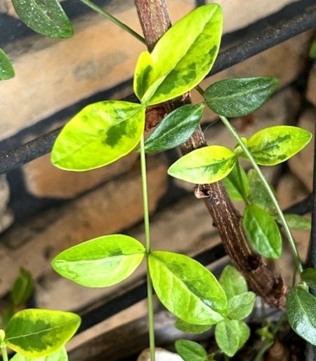 thumbnail_IMG_8024 (1)