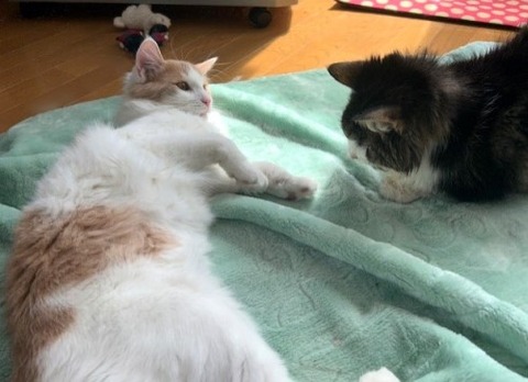 thumbnail_IMG_7432 (1)