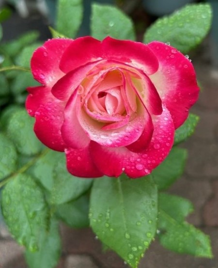 thumbnail_IMG_2658 (2)