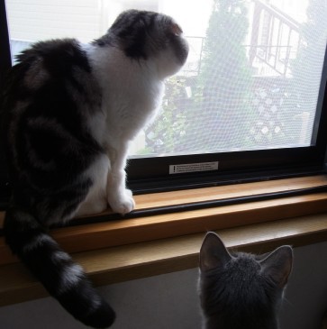 「猫だらけ」