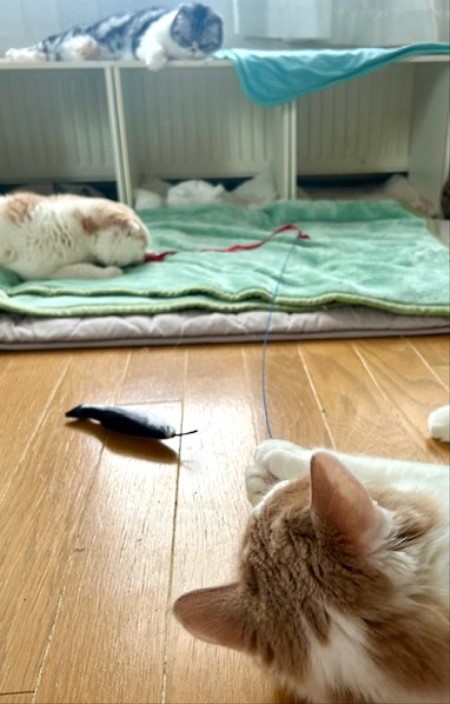 thumbnail_IMG_0329 (1)
