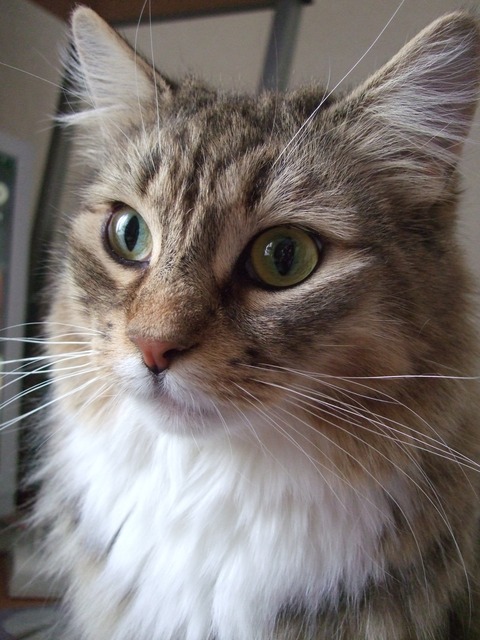 「猫だらけ」つみき3