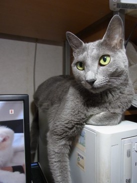 「猫だらけ」