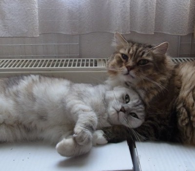 「猫だらけ」