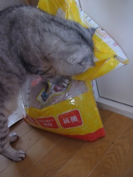 「猫だらけ」