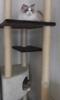 「猫だらけ」