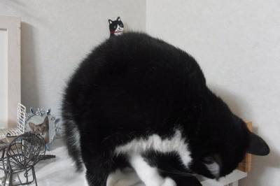 「猫だらけ」