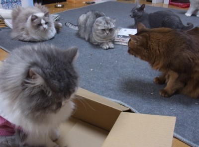 「猫だらけ」