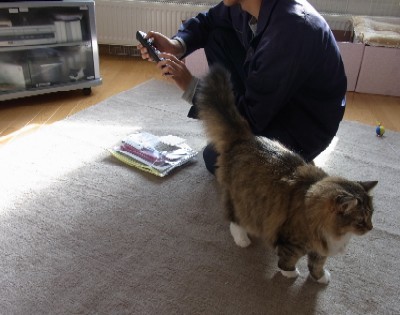 「猫だらけ」
