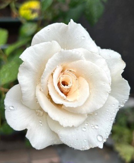 thumbnail_IMG_3232