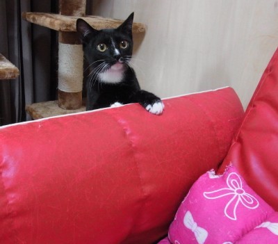 「猫だらけ」