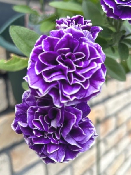 thumbnail_IMG_0865 (1)