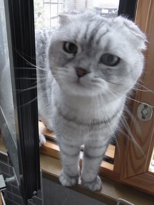 「猫だらけ」