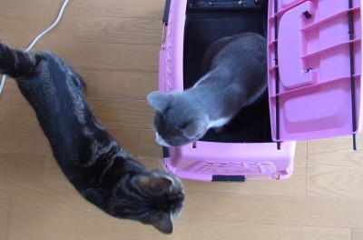「猫だらけ」
