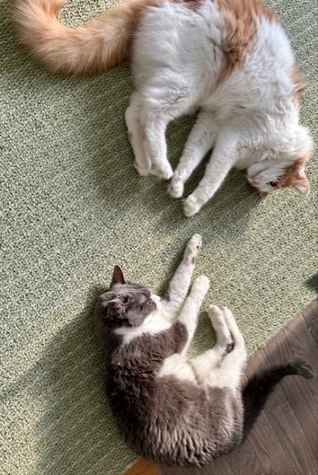 fcad3957-ce1d-411e-8103-746759d2cb1f