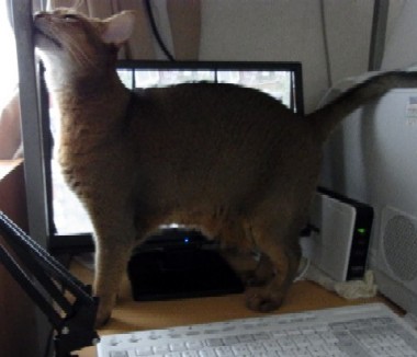 「猫だらけ」