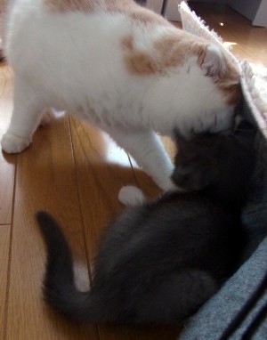 「猫だらけ」