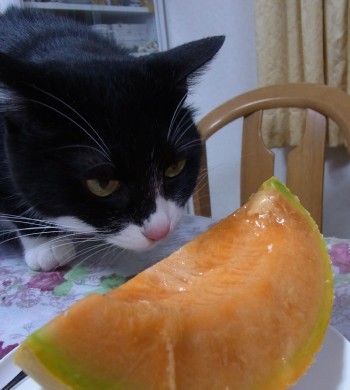 「猫だらけ」