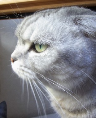 「猫だらけ」