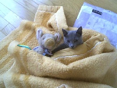 「猫だらけ」