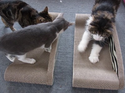 「猫だらけ」