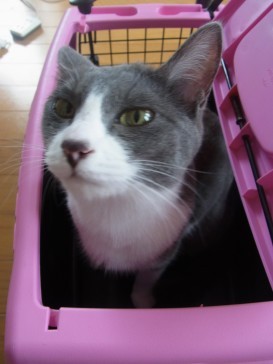 「猫だらけ」