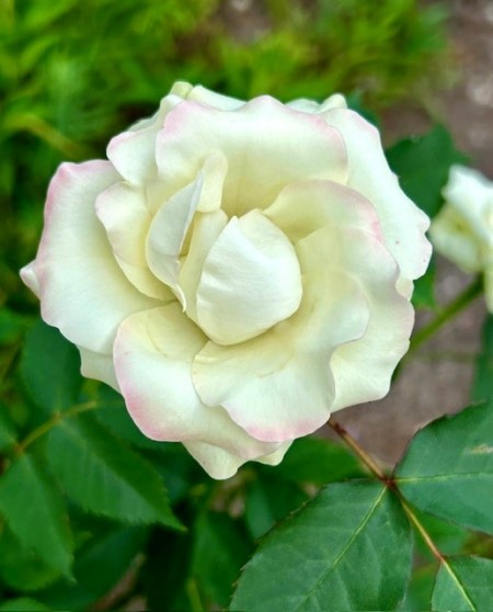 thumbnail_IMG_8068
