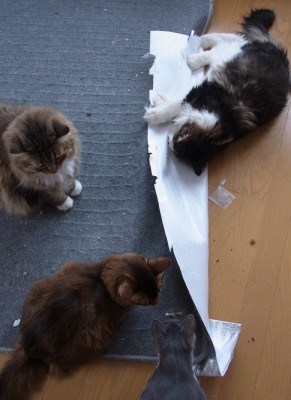 「猫だらけ」