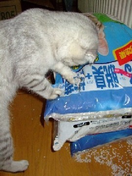 「猫だらけ」