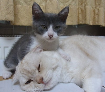 「猫だらけ」