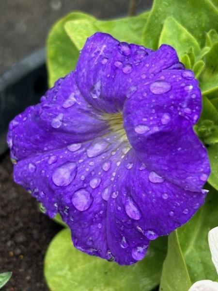 thumbnail_IMG_0059 (1)