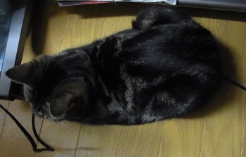 「猫だらけ」